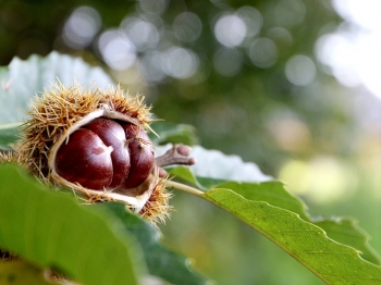 Come preparare un castagnaccio alto e morbido dal sapore autunnale
